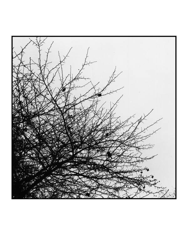 Birds in the Tree II