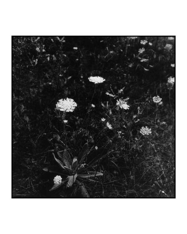 Queen Anne's Lace