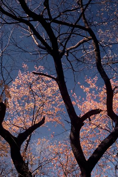 Spring Branches