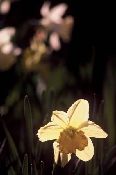 Daffodil Sunshine