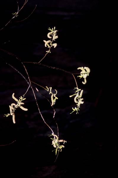 Spring Buds