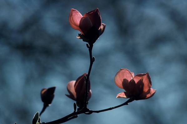 Magnolia Reflections