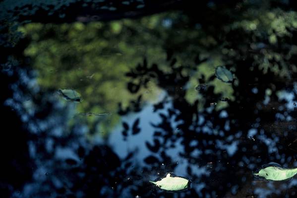 On the Pond