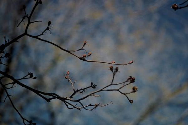 Spring Buds II