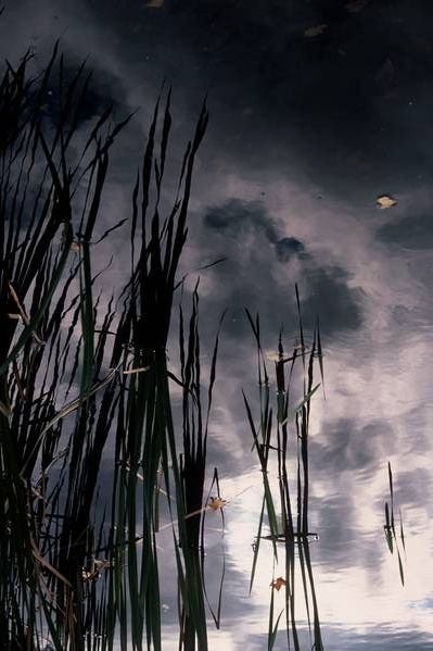 Cattails at the Pond