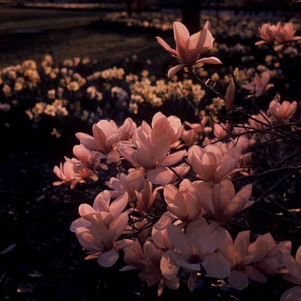 Spring Magnolias