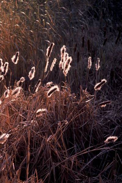 Autumn Grasses