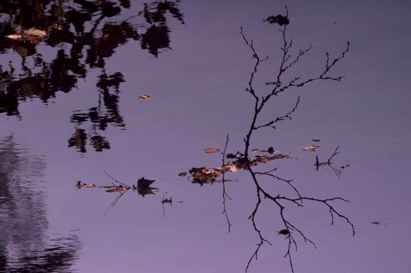 Pond Details