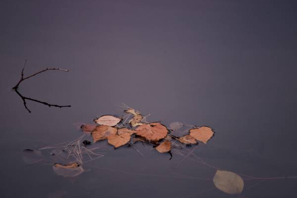 Pond Leaves