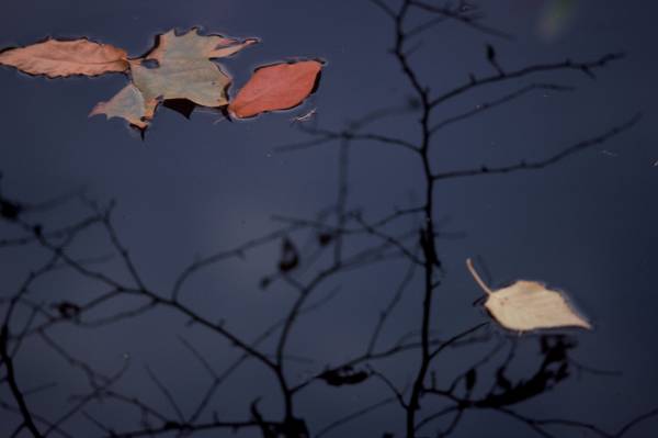 Pond Leaves II