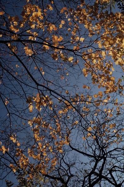 Yellow Leaves