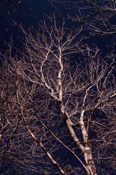 Winter Branches