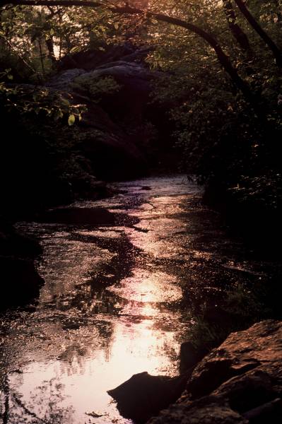 By the Brook