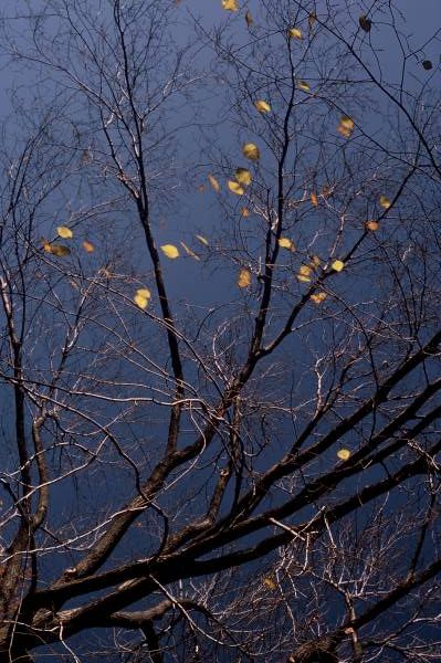 Autumn Dance