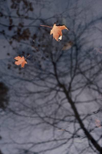 Autumn by the Pond