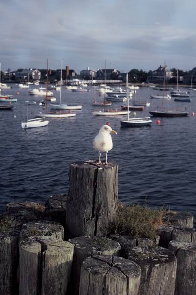 Seagull