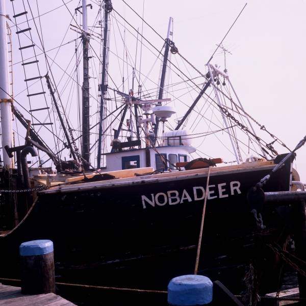 Nobadeer