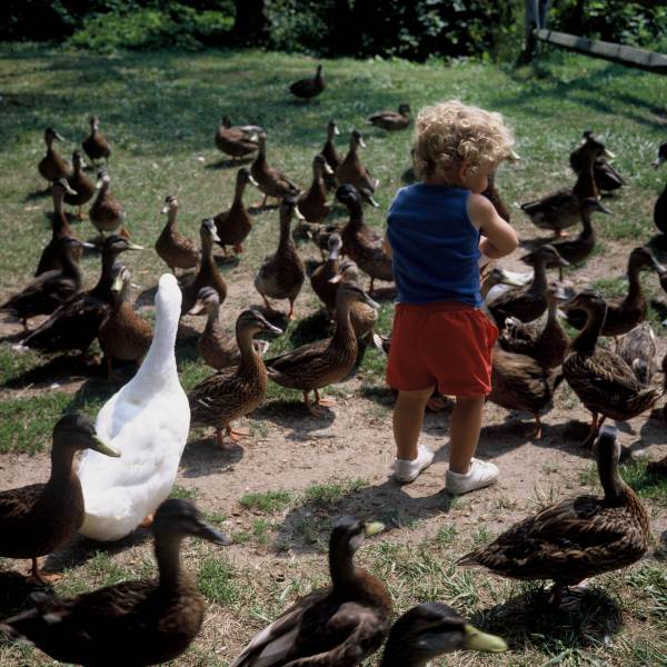 Feeding the Ducks