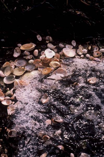 Seashells at the Jetties