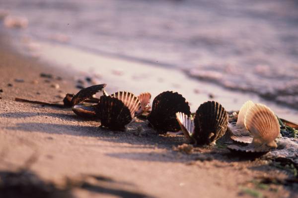 Scallop Shells