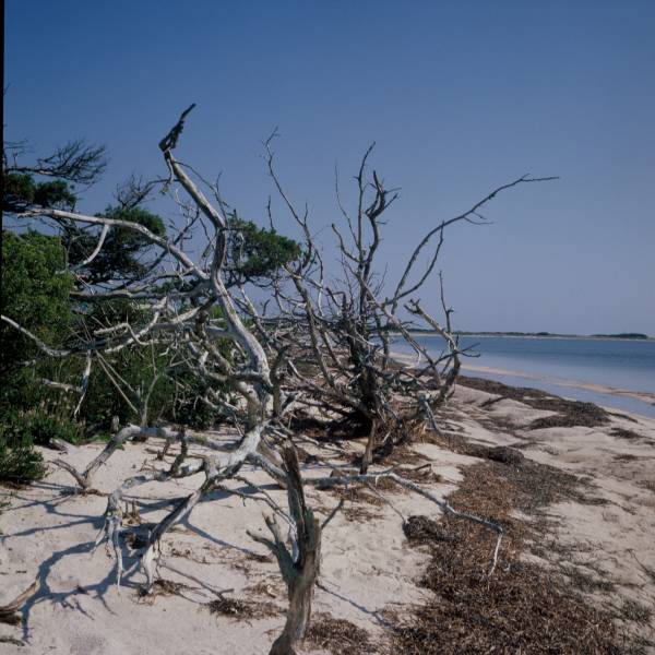 Coatue Driftwood