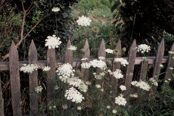 Queen Anne?s Lace II