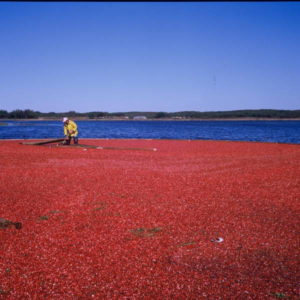 Cranberry Harvest II