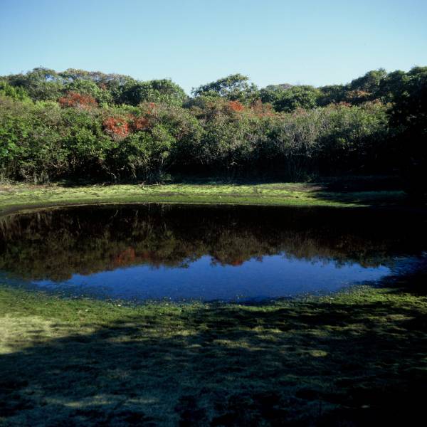 Mirror Pond Reflection