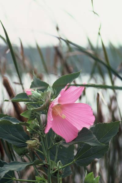 Mallow Rose