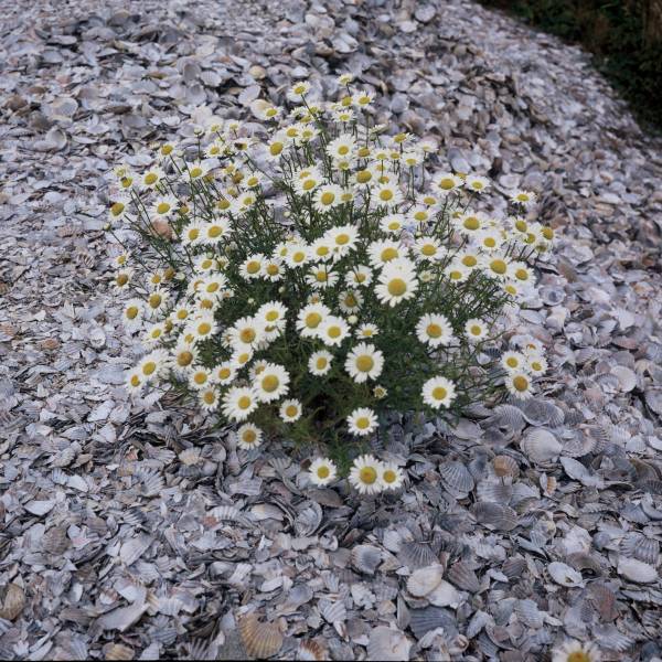 Daisies-on-the-half-shell