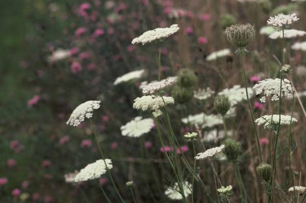 Queen Anne?s lace II