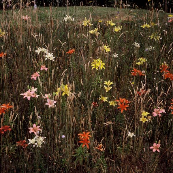 Lilies of the Field