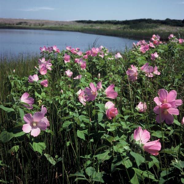 Mallow Roses