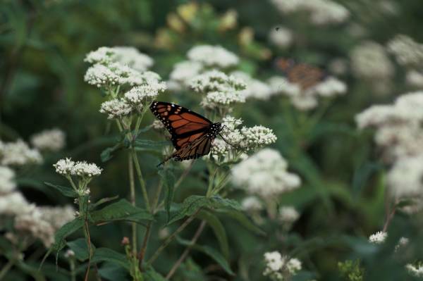 Monarch Visitor