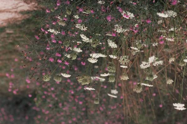 Field Flowers