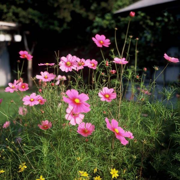 Cosmos Garden