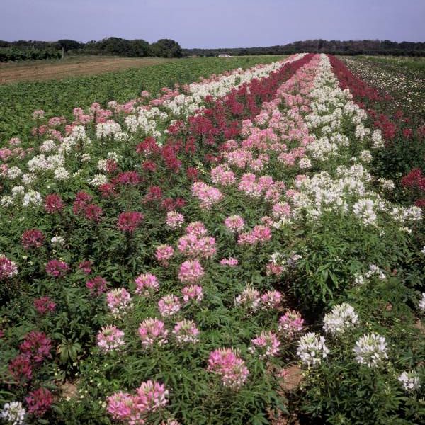 Cleome Spinosa