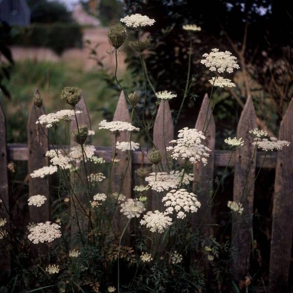 Queen Anne?s Lace III