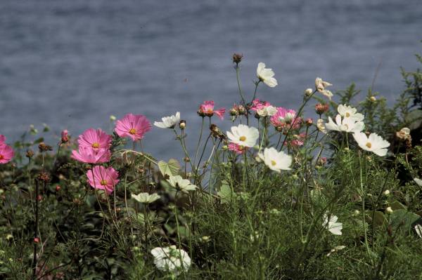 Cosmos by the Sea