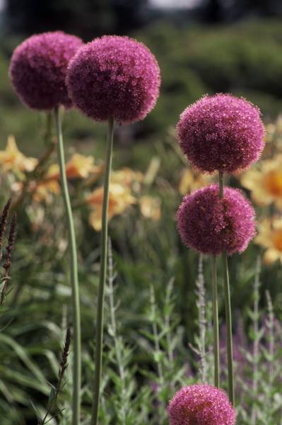 Allium Gigantia