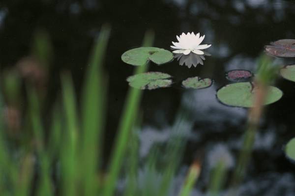 WaterLilies