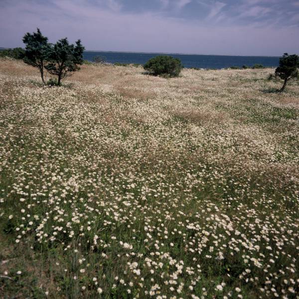 Daisy Fields I