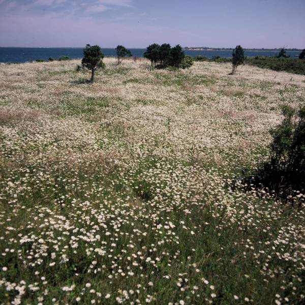 Daisy Fields I