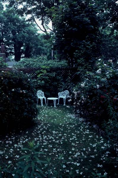 Two chairs with Rose Petals