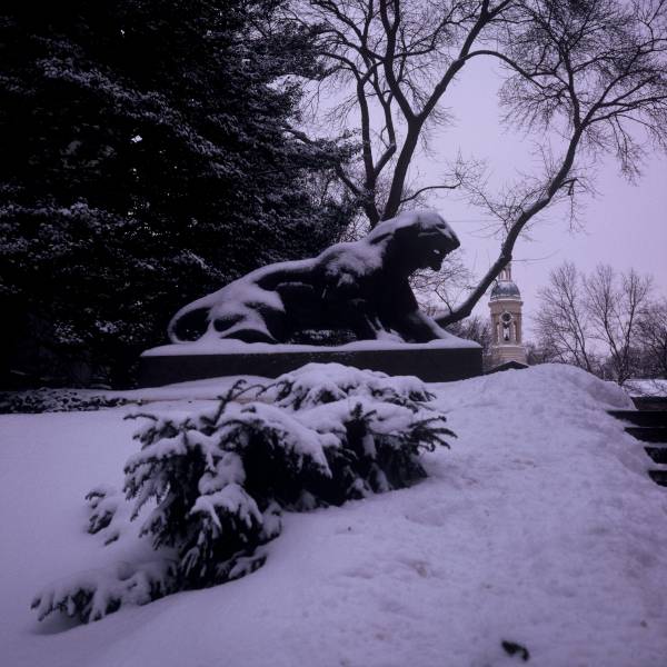 Tiger in the Snow