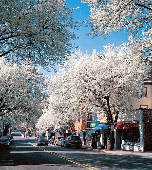 Witherspoon Street Cherry Trees I