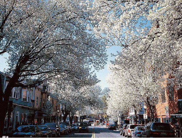 Witherspoon Street Cherry Trees III